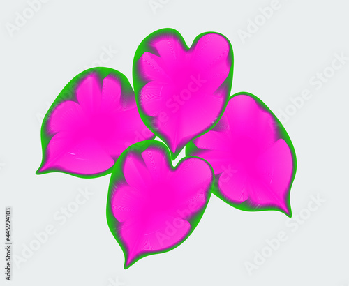 Caladium species background.
