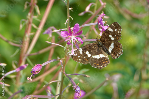 Map (Araschnia levana), summer brood, on Chamaenerion flower. photo