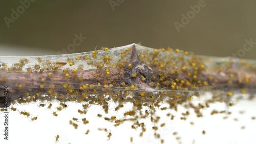 Macro Shot Of Many Juvenile Yellow Spider on a Web In a Garden, Stronger Together photo