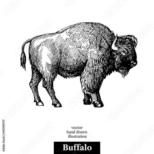 Hand drawn sketch animal Buffalo American Bison. Vector black and white vintage illustration. Isolated object on white background.