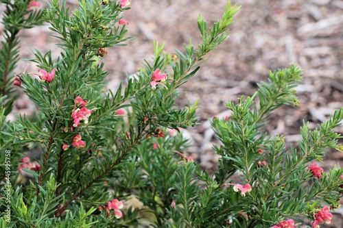 Grevillea Rosmarinfolia in flower, South Australia