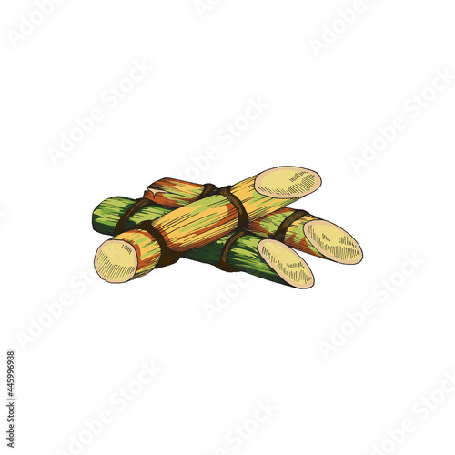 Vector illustration of sugar cane stalks hand drawn and isolated on white background. Sketch plants for labels and packages of food, sugar or alcohol.