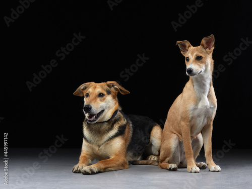 Fototapeta Naklejka Na Ścianę i Meble -  two dogs together on the floor, mixed breed. Happy pets in the photo studio. 