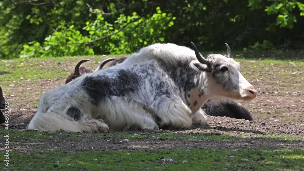 The domestic yak, Bos grunniens is a long-haired domesticated bovid found throughout the Himalayan region of the Indian subcontinent, the Tibetan Plateau and as far north as Mongolia and Russia. The domestic yak, Bos grunniens is a long-haired domesticated bovid found throughout the Himalayan region of the Indian subcontinent, the Tibetan Plateau and as far north as Mongolia and Russia.
