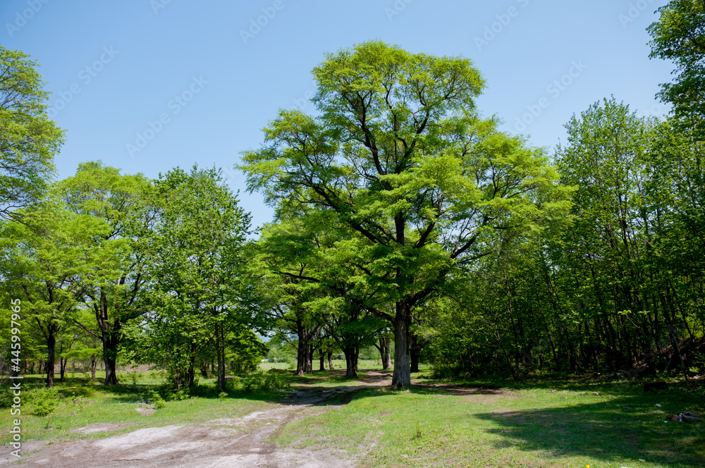 Summer landscape beautiful forest on a sunny day