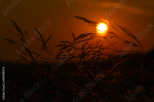 field grass on a background of red sunset 