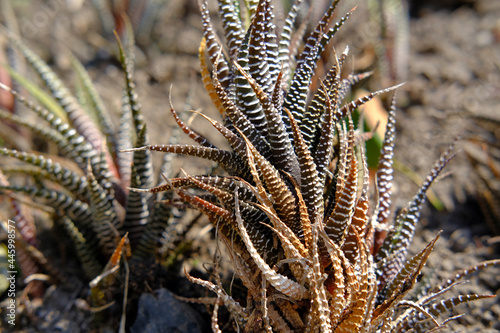 Haworthia, succulents in nature, vegetable background