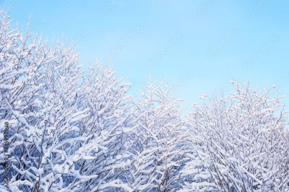 beautiful trees in the snow in the wild beautiful trees in the snow in the wild
