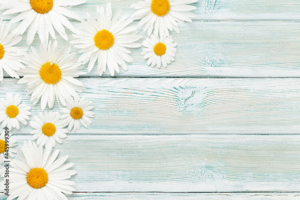 Obraz premium Chamomile flowers background. Garden camomile