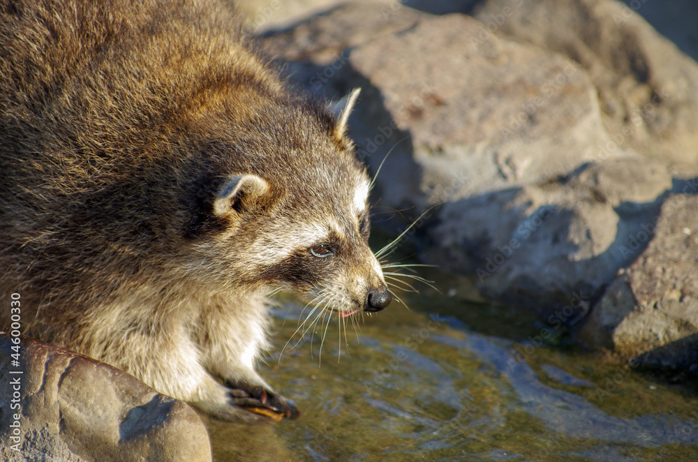 Raccoon is looking curiously at the edge of a stream. Raccoon is looking curiously at the edge of a stream.
