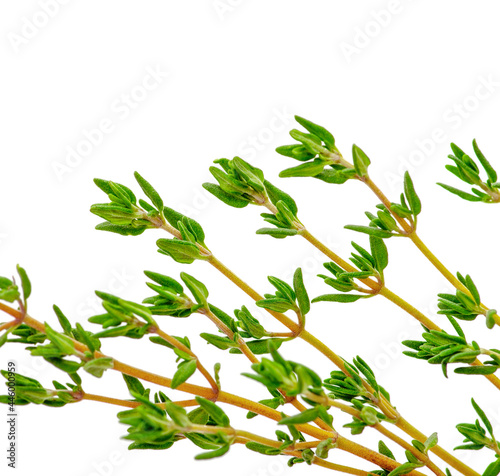Thyme fresh herb isolated on a white background © photolink