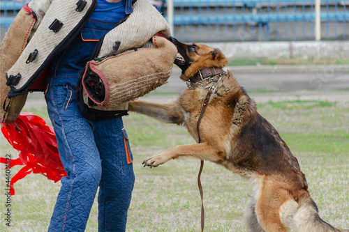 Guard dog training. Step 4. Figurant and German shepherd dog. photo