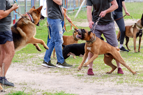 Leinwand Poster Dog fight during a walk-in dog park. German Shepherd and Boxer s