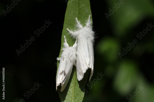 A pair of Brown-tail Moth, Euproctis chrysorrhoea, resting on a leaf. photo