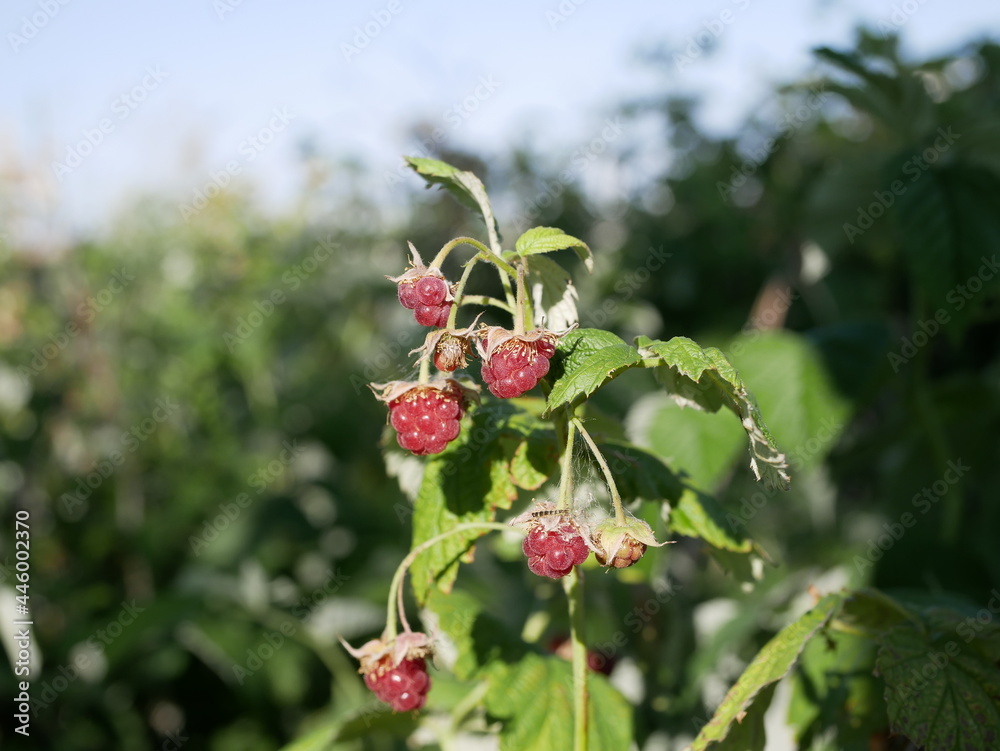 Fototapeta premium Raspberry berry ripens on a branch among green leaves on a sunny summer day. Harvest of vegetarian vitamin-containing food on the bush.