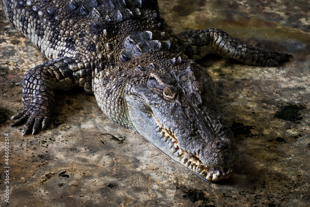 Crocodiles Resting Crocodiles Resting