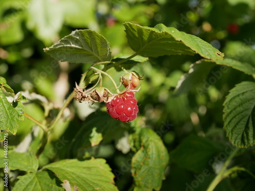 Raspberry berry ripens on a branch among green leaves on a sunny summer day. Harvest of vegetarian vitamin-containing food on the bush.