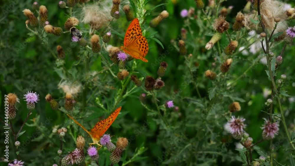 Two Argynnis paphia butterflies eating nectar on a thistle flower. Two Argynnis paphia butterflies eating nectar on a thistle flower.