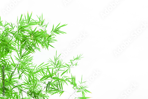 Bamboo leaves on white baackground.