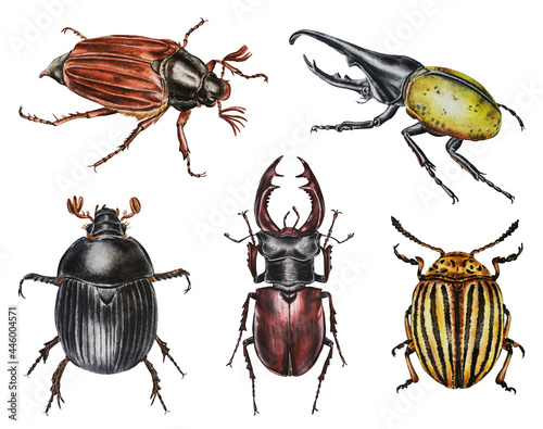Set of watercolor beetles isolated on a white background. Hercules beetle, dung beetle, colorado beetle, stag beetle,  maybug.