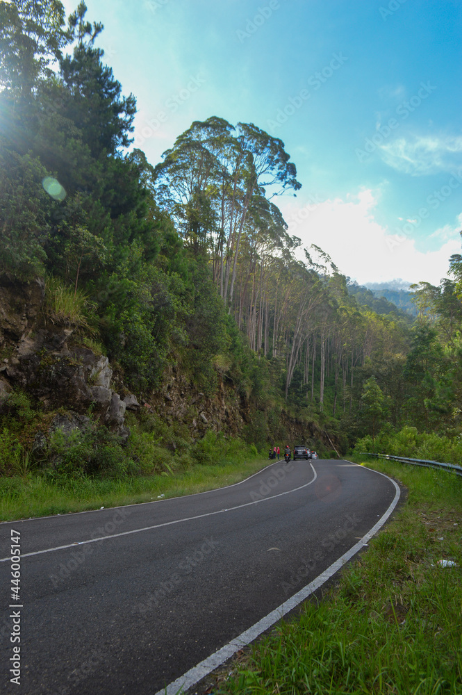 Fototapeta premium trees