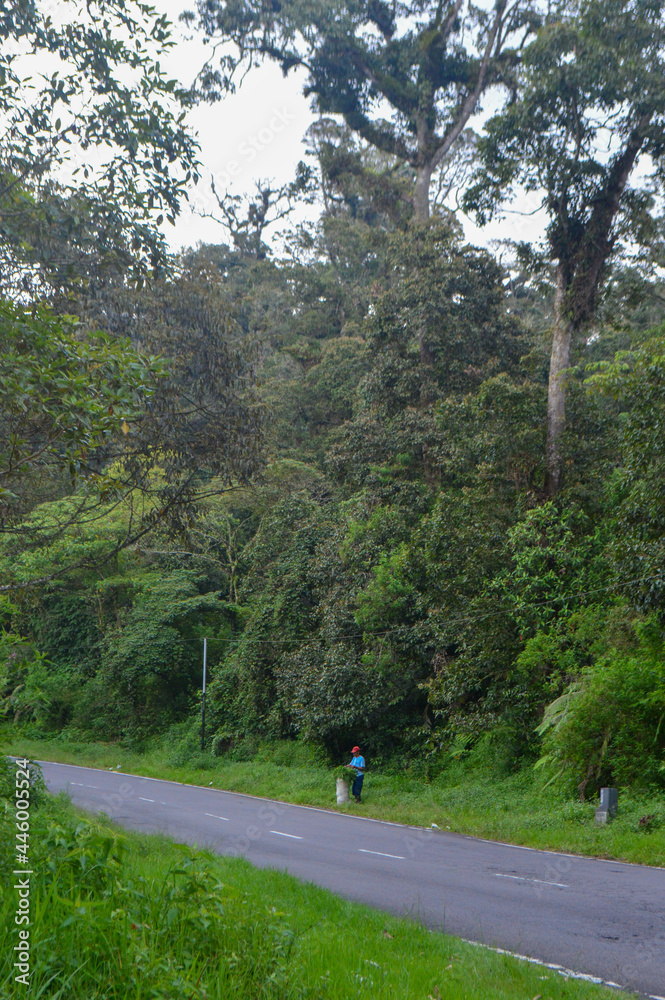 forest forest
