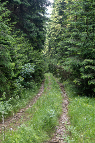 Forest road leading deep into the forest surrounded by dense greenery of spruce and beech trees and overgrown with grass