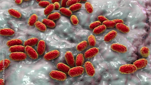 Bordetella bacteria, animation photo