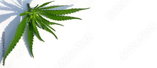 Medical cannabis. High quality marijuana leaf on a white background.