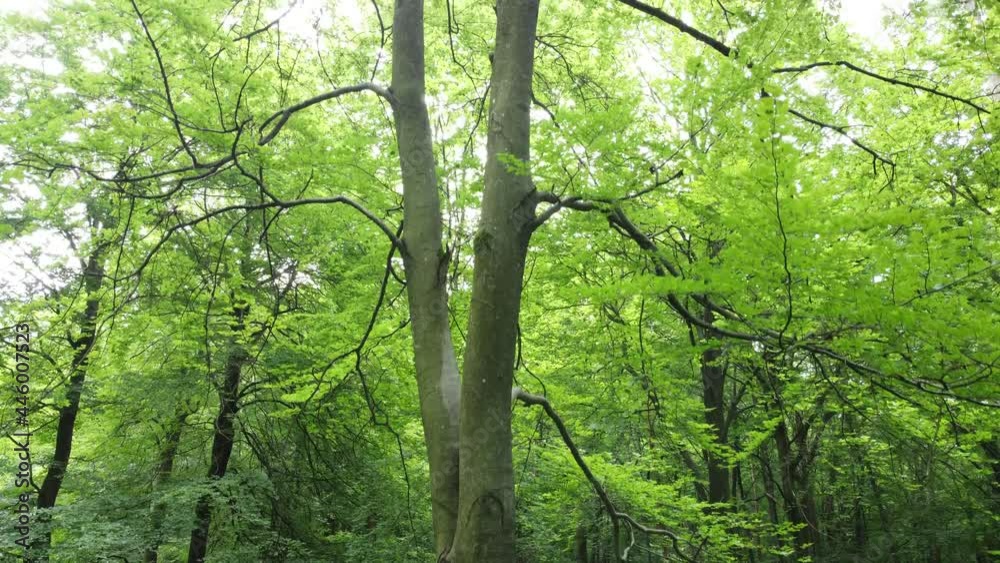 Drohnenaufnahme, Buchenstämme im Wald Drohnenaufnahme, Buchenstämme im Wald