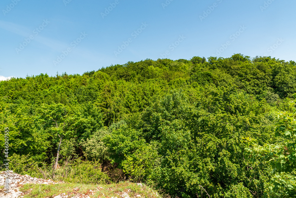 Hill covered by fresh green springtime deciudous forest with clear sky above
