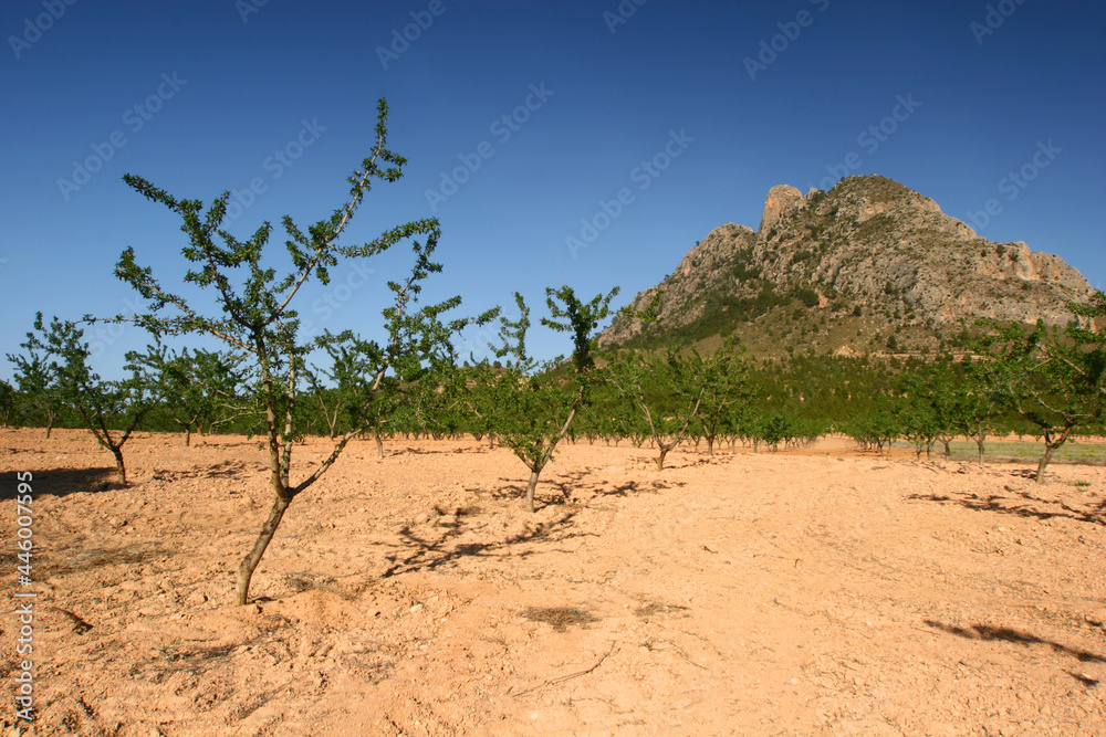 Cultivo de almendros en secano con montaña al fondo. El Almorchón, Cieza (Murcia-España).