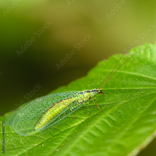 The golden-eyed insect (Latin Chrysoperla carnea) sits on a green leaf, close-up
