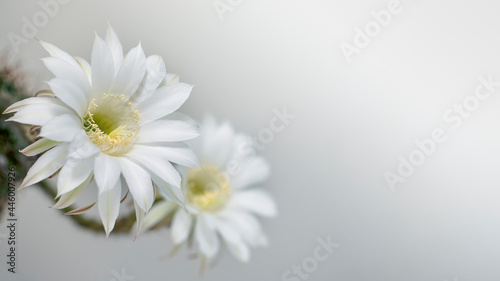 Two white cactus flowers on a white background  selective focus  panorama