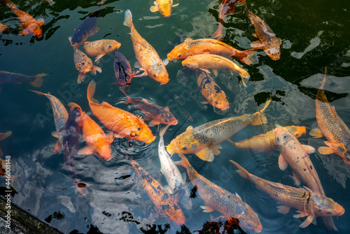 Fototapeta Naklejka Na Ścianę i Meble -  Colorful schools of koi and goldfish in the ornamental fish pond