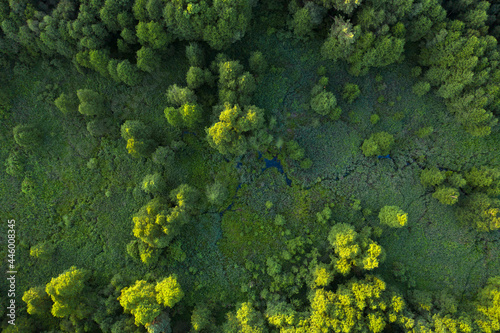 Wetlands in the summer forest. View from the drone. photo