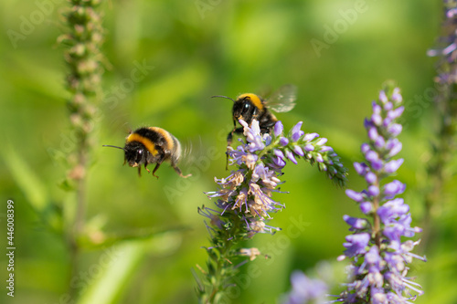 Bumblebee traffic on lavender © Marco