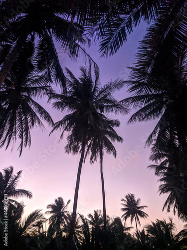 silhouette of palm trees