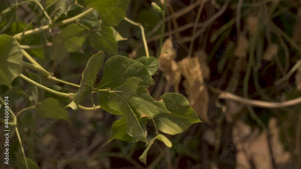 Green leaves hanging during hot summer season. Green leaves hanging during hot summer season.