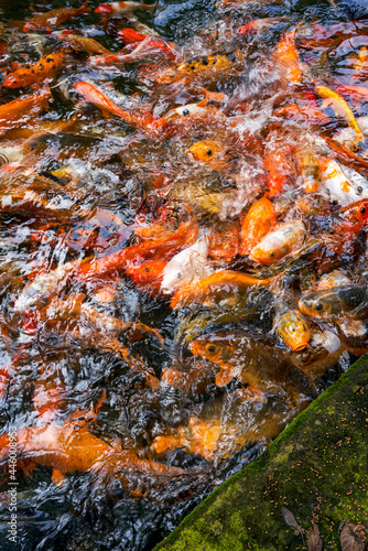 Colorful schools of koi and goldfish in the ornamental fish pond