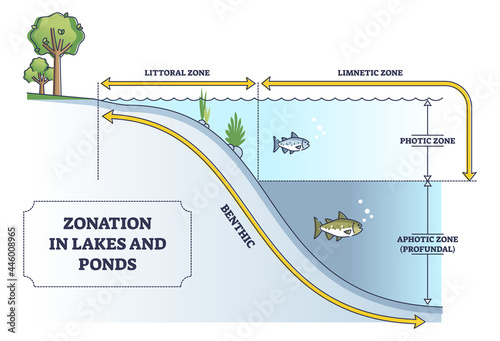 Zonation in lakes and ponds as educational freshwater levels outline diagram. Educational labeled scheme with photic, aphotic or littoral, limnetic zones as water depth measurement vector illustration