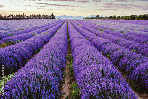 Purple lavender field at sunset. Breezy lush lavender field in France  Provence.