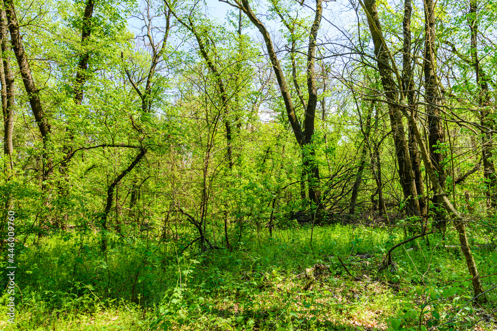 View on green forest at summer View on green forest at summer
