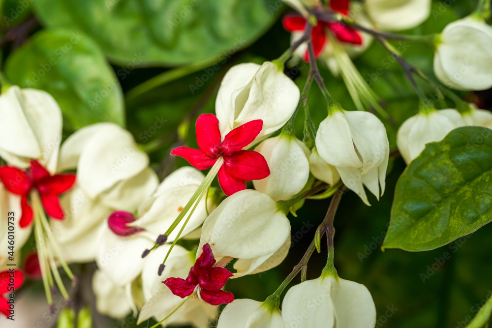Fototapeta premium A bunch of blooming red and white dragon spit bead flowers