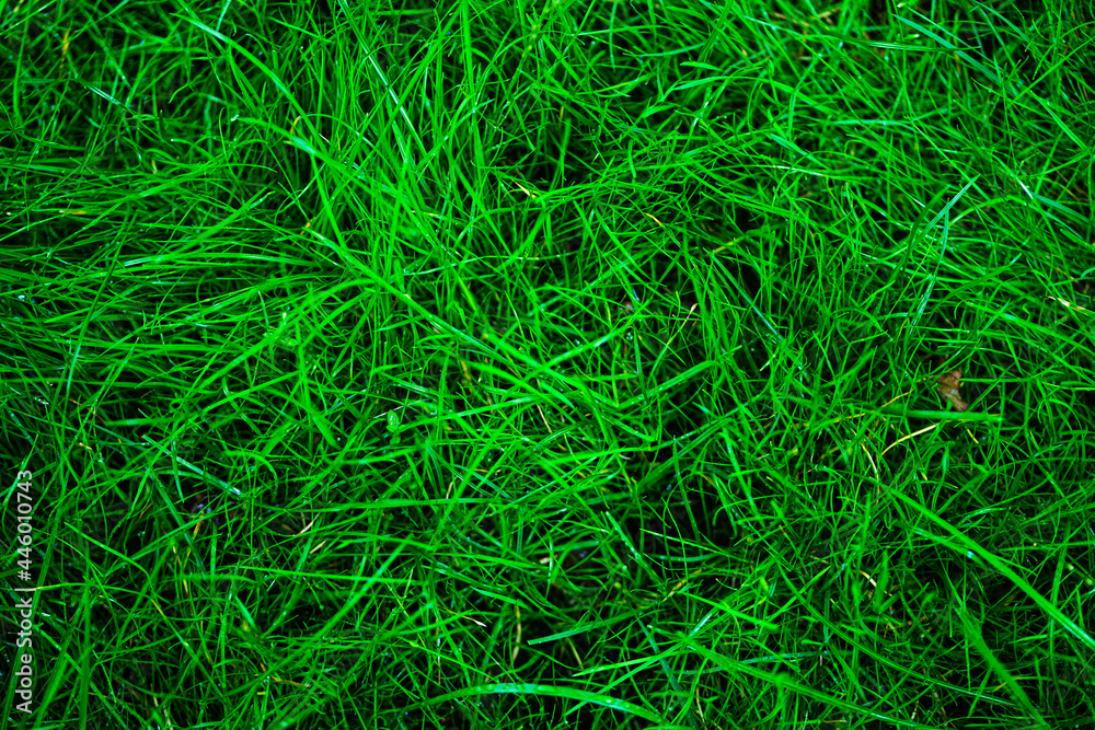 green gras background in cold colors green gras background in cold colors