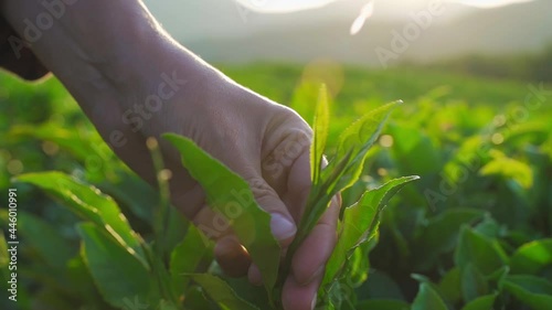 green tea leaf in hand on background of mountains. Harvesting tea by farmer hand, harvesting every morning on green organic farm, Close up front