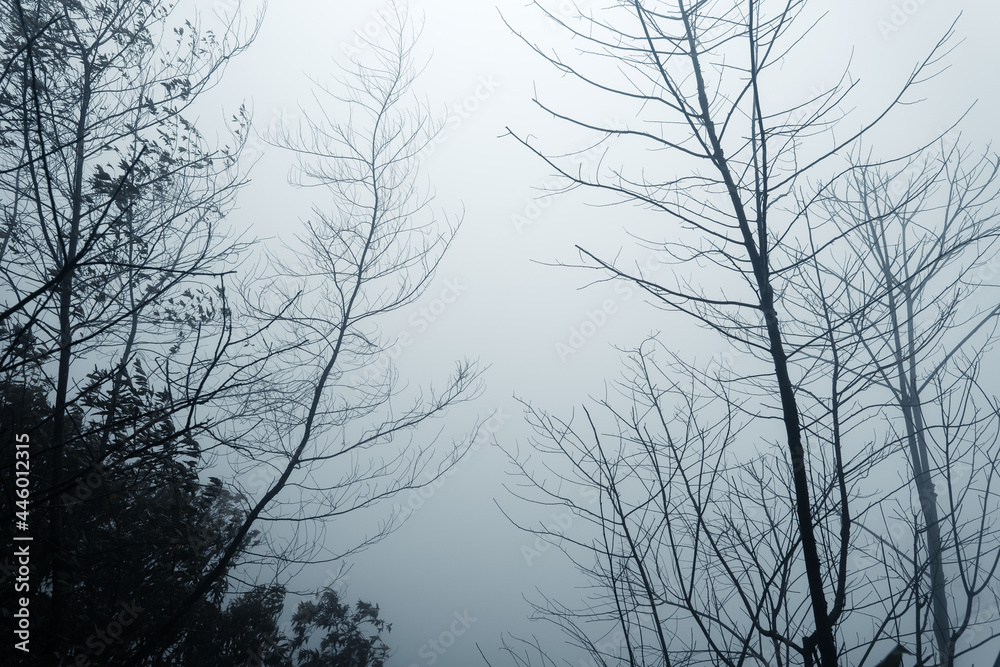 Forest in the misty rainy day,ferns and trees Forest in the misty rainy day,ferns and trees