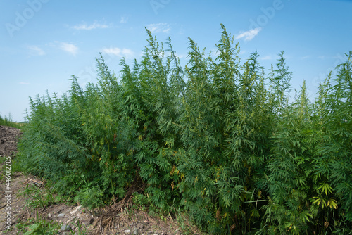cannabis bushes grow under the blue sky in the field