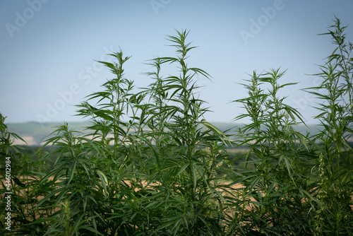 tops of cannabis bushes in a field against a blue sky