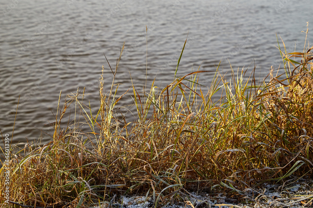 View of the lake water and yellow grass on the shore on an autumn day View of the lake water and yellow grass on the shore on an autumn day